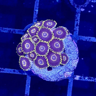 Hawkeye Zoanthids