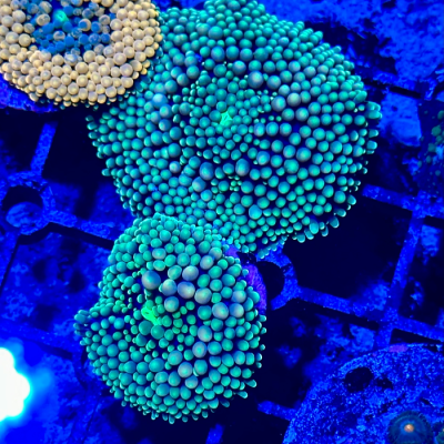 Chilly Willy Ricordea