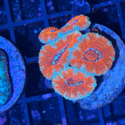 Blue/Orange Acan Lord