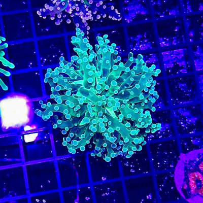 Green Frogspawn