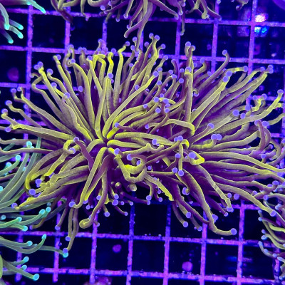 24k Gold Torch 2 Head