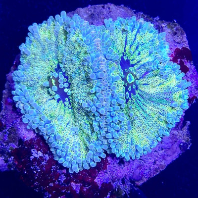 XL Ultra Yumas