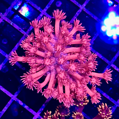 Hot Pink Goniopora