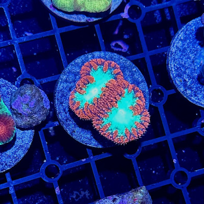 Ultra Red Blasto