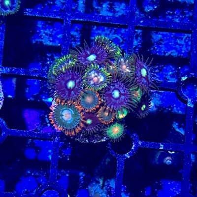 Mini Zoa Garden