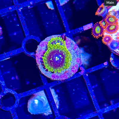 Zoanthid Mystery Box