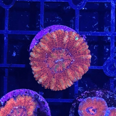 CM Wildfire Button Scoly