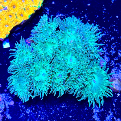 Duncan Colony 12 Heads