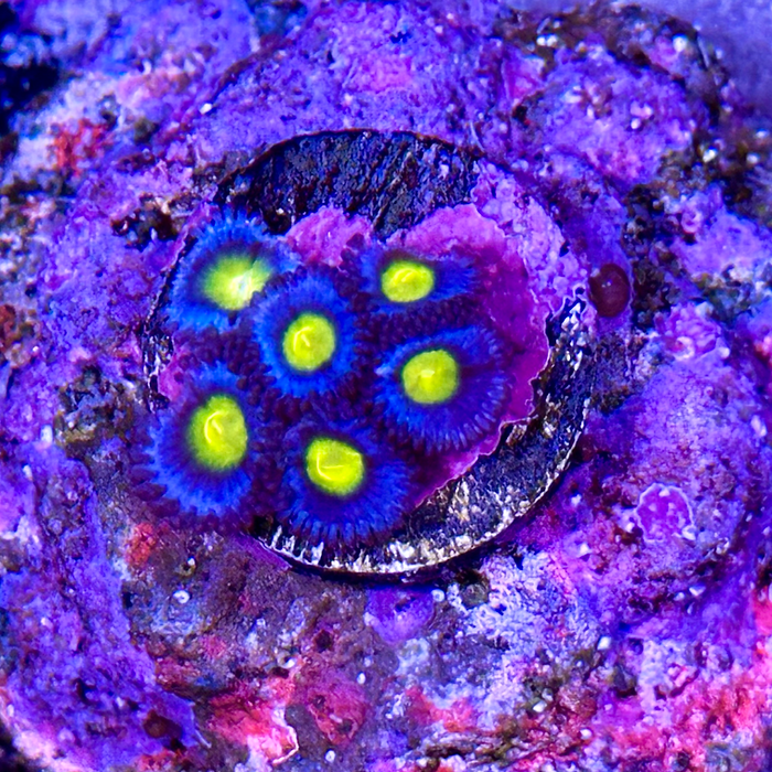 WWC AOI Zoanthid