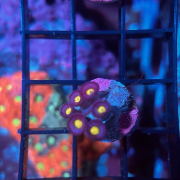 WWC AOI Zoas