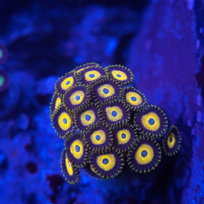 Scrambled Egg Zoanthids