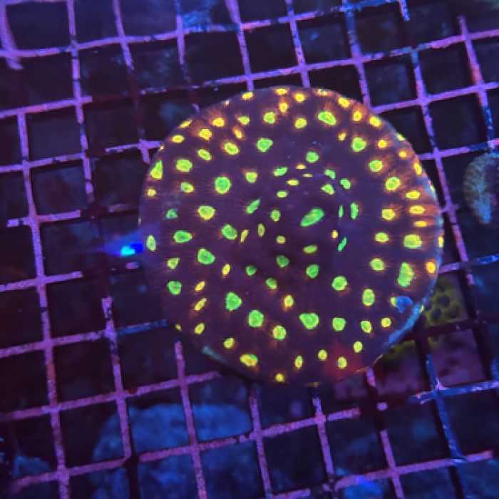 Robs Reef Crazy Clown Favia