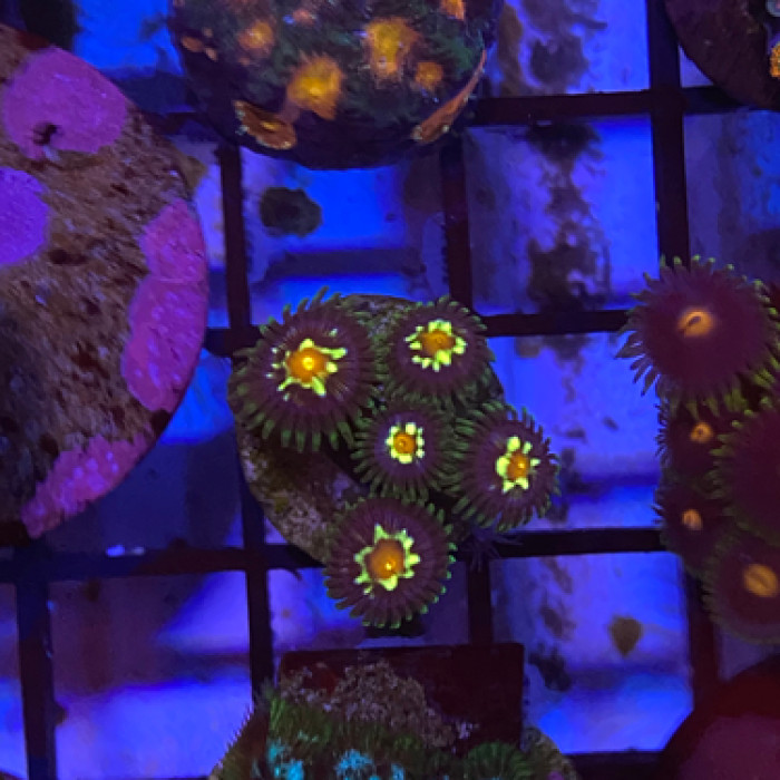 Daisy cutter zoas