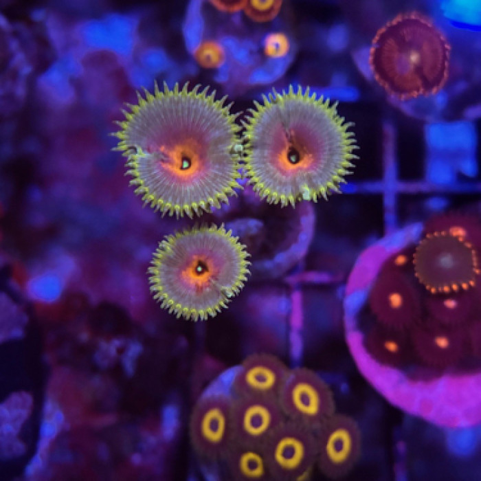 Captain America zoas