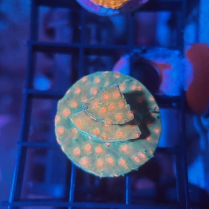 JF Spellbound Cyphastrea frag