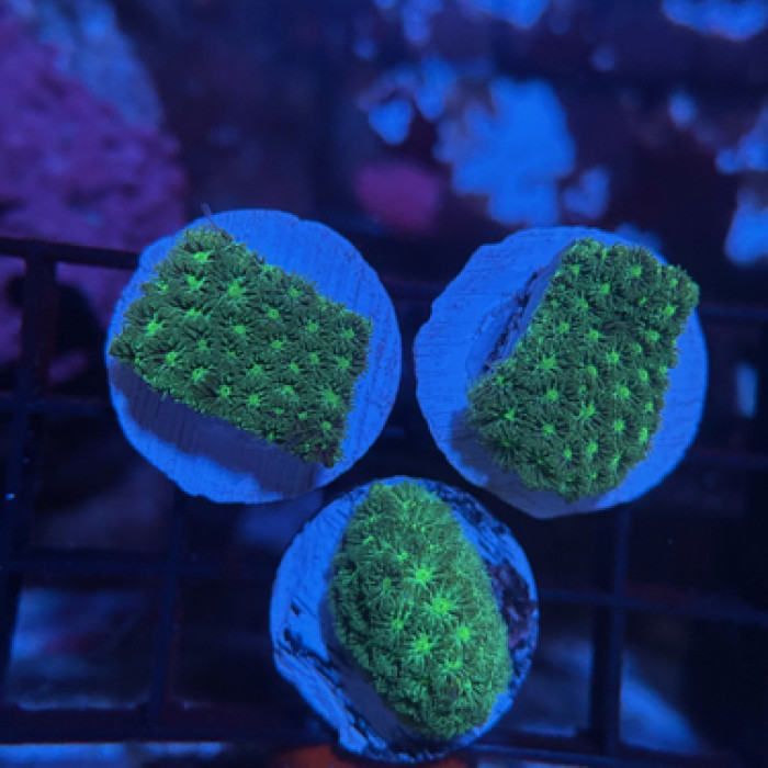 Green Leptastria