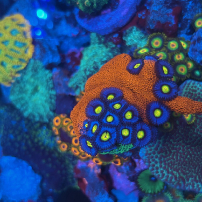 WWC AOI Zoas