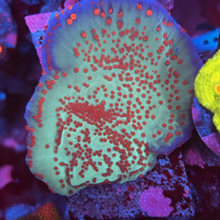 Jedi Mind Trick Montipora Coral
