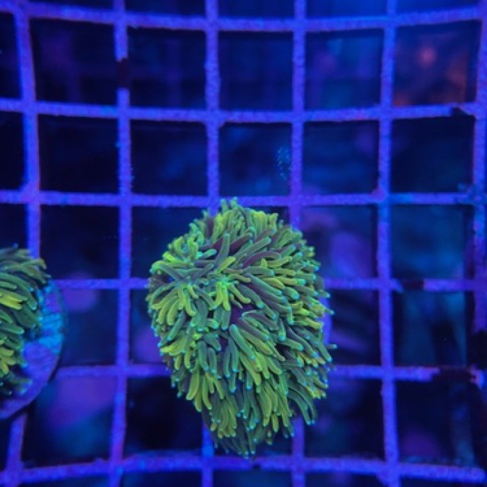Golden Green Galaxea Frag