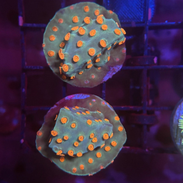 Meteor Shower Cyphastrea