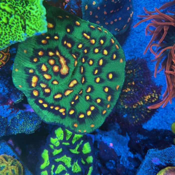 JF Raja Rampage Chalice