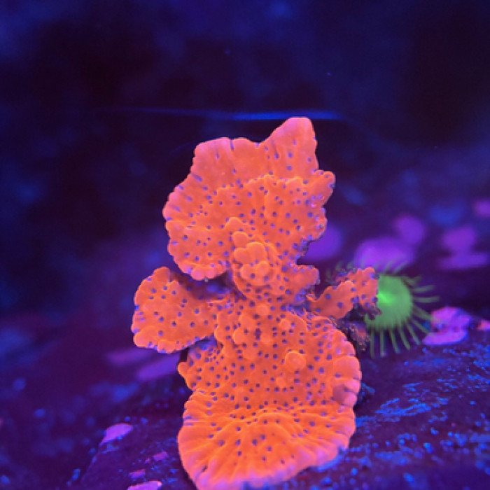 JF Slow Burn Montipora