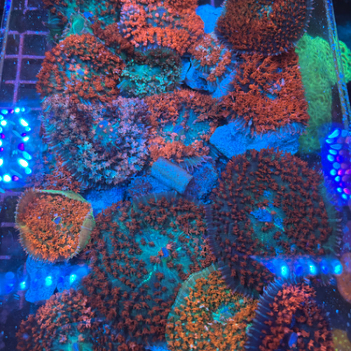 Orange/Red St. Thomas Mushroom