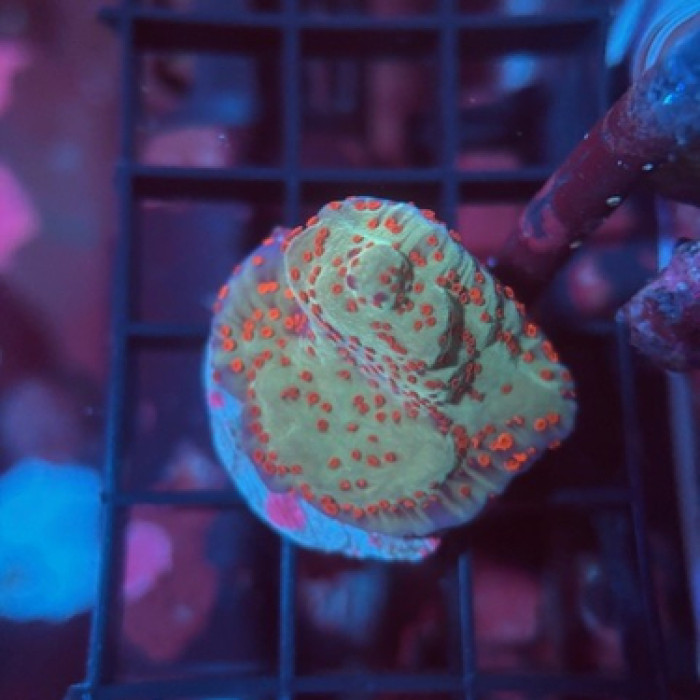 Jedi Mind Trick Montipora Coral