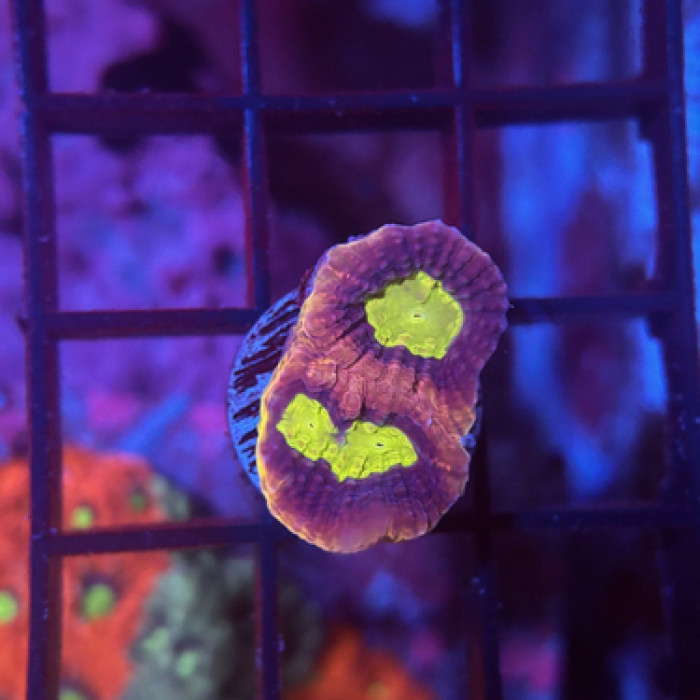 Dragon Sould Favia Frag