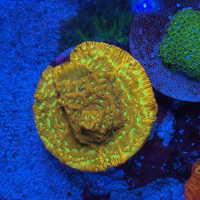 JF JACK - O - LANTERN LEPTOSERIS