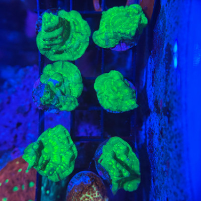 JF Neon Green Leptoseris