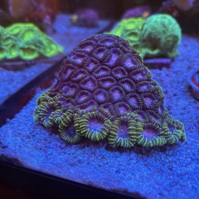 Purple Virus Favia