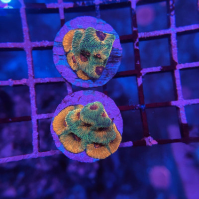 JF Candy Corn Favia frag