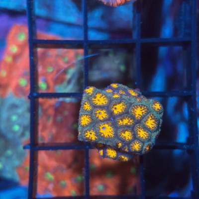 Jason Fox John Deere Leptastrea