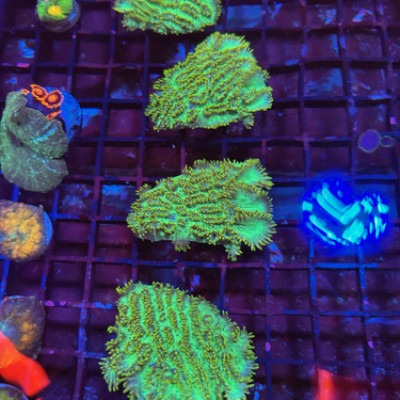 Ultra green Hydnophora Frag