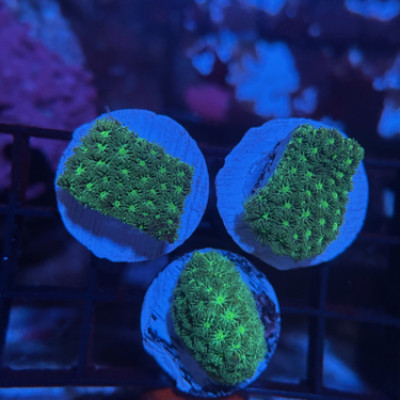 Green Leptastria