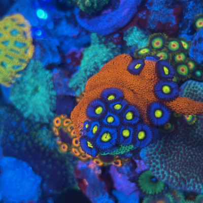 WWC AOI Zoas