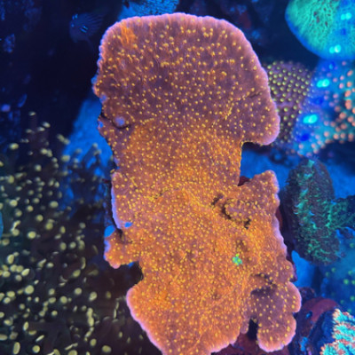 Setting Sun Montipora coral