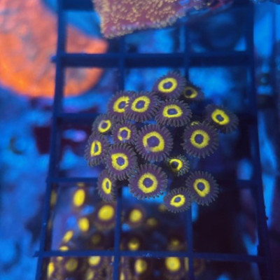 WWC Yellow Submarine Zoa Chunk