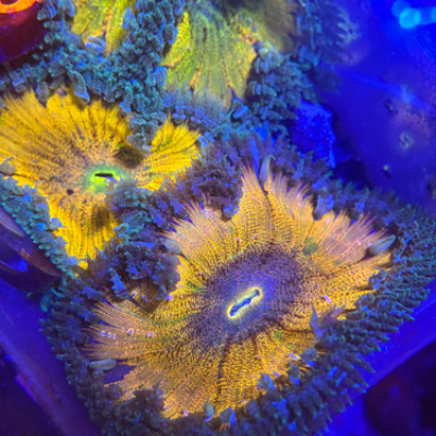 Ultra Yellow Rock Flower Anemone
