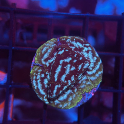 Mr. Freeze Leptoseris