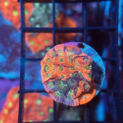 JF DAY-GLO FAVITES