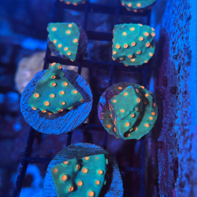 Meteor Shower Cyphastrea