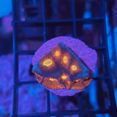 Robs Reef Crazy Clown Favia