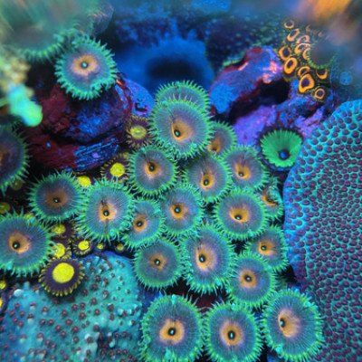 Captain America zoas