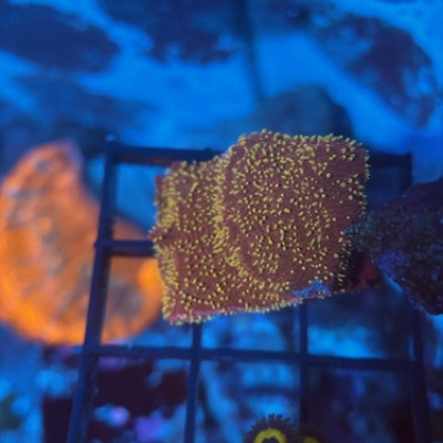 JF Freak Hair Lithophyllon chunk