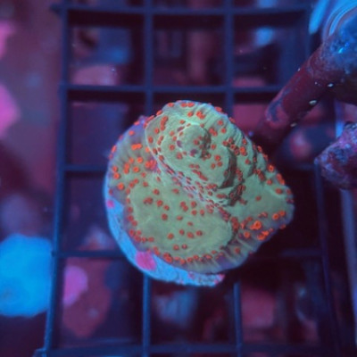 Jedi Mind Trick Montipora Coral