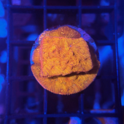 Orange Leptoseris