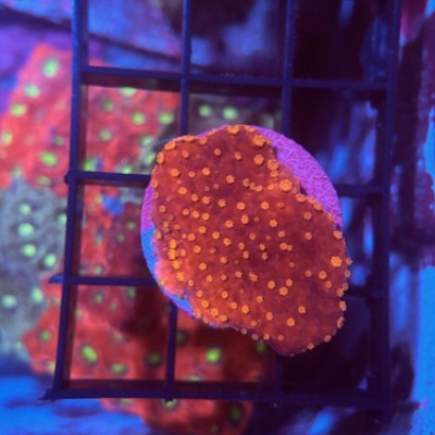 Setting Sun Montipora coral