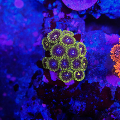 Exosphere zoas